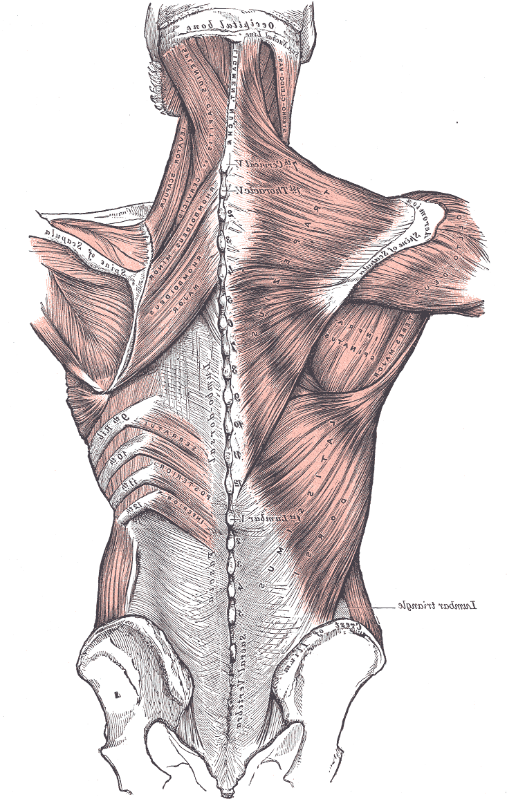 Back Muscles, Tendons and Fascia