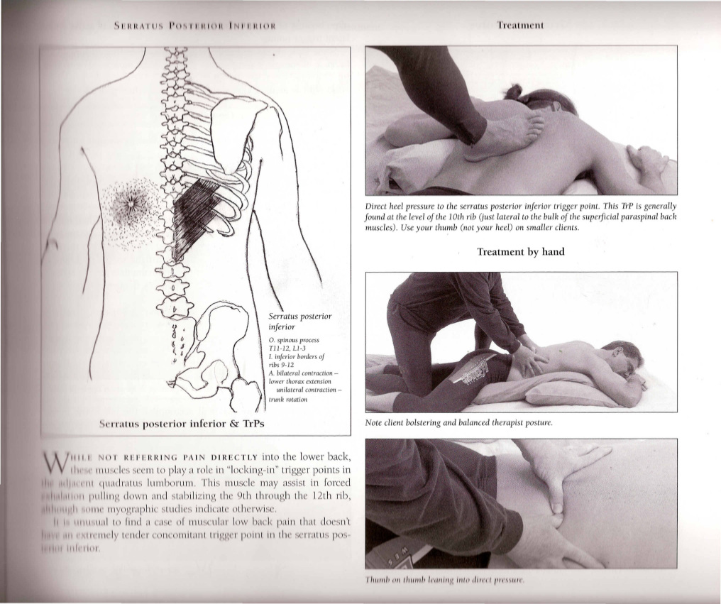 Sample Page from Fix Pain book by John Harris and Fred Kenyon showing back muscles