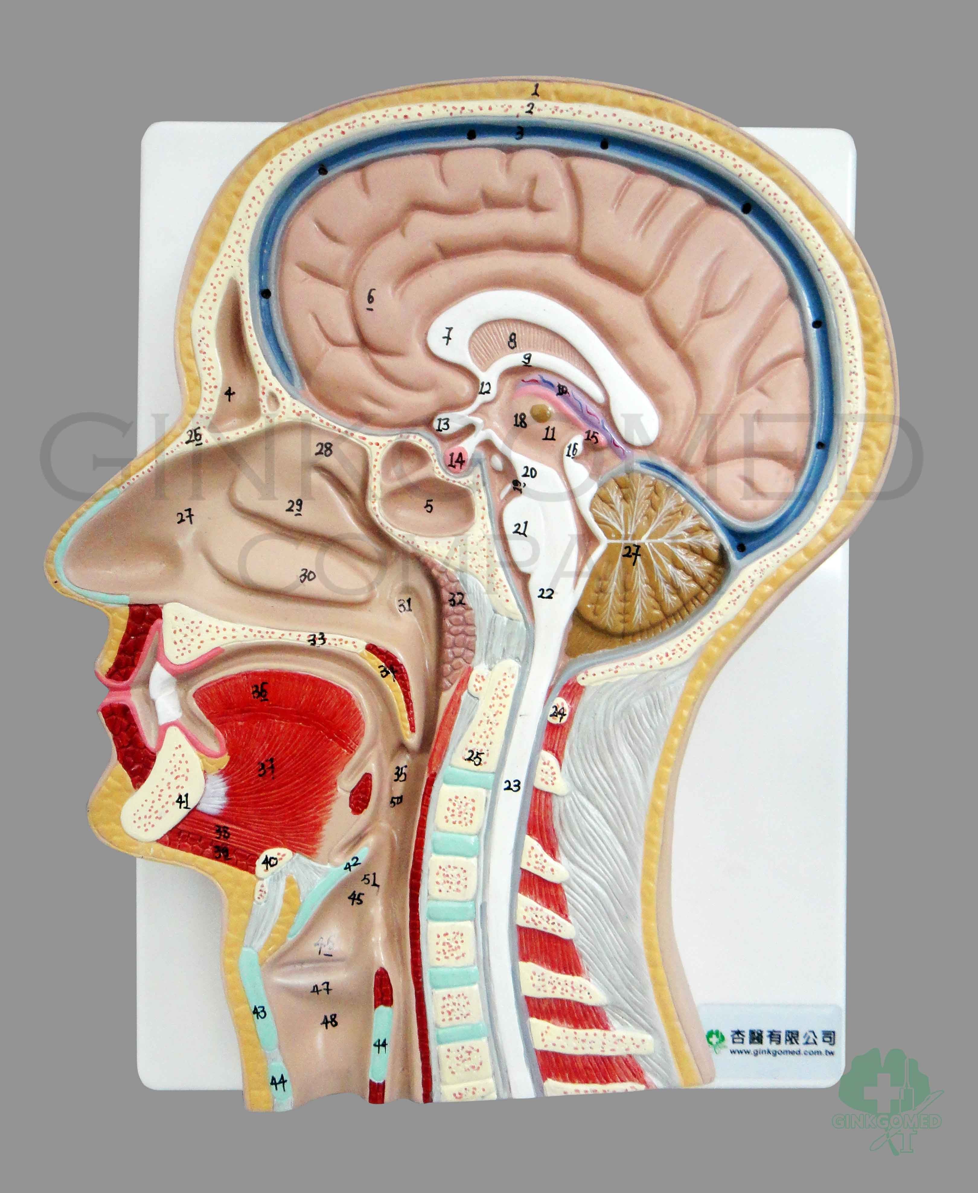 sagittal-section-of-head