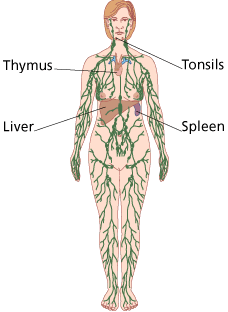 Diagram of Lymphatic System